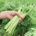 精品茼蒿质量好货源足欢迎各位老板来电咨询