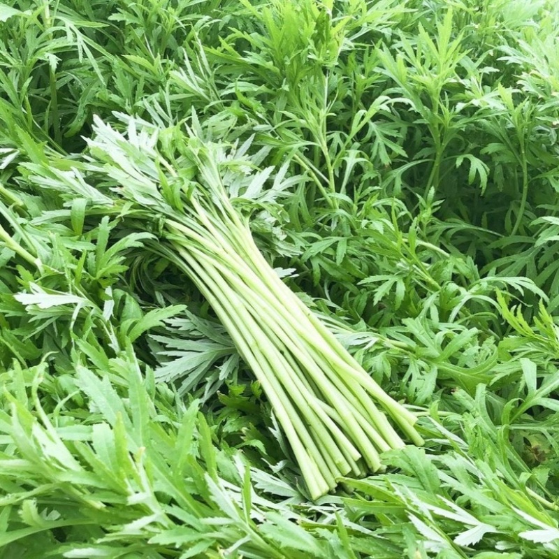 精品茼蒿质量好货源足欢迎各位老板来电咨询