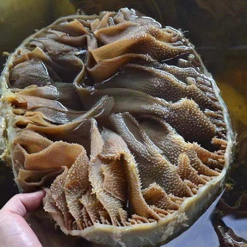 牛毛肚个子毛肚牛百叶带底板整个5斤装大叶片火锅食材