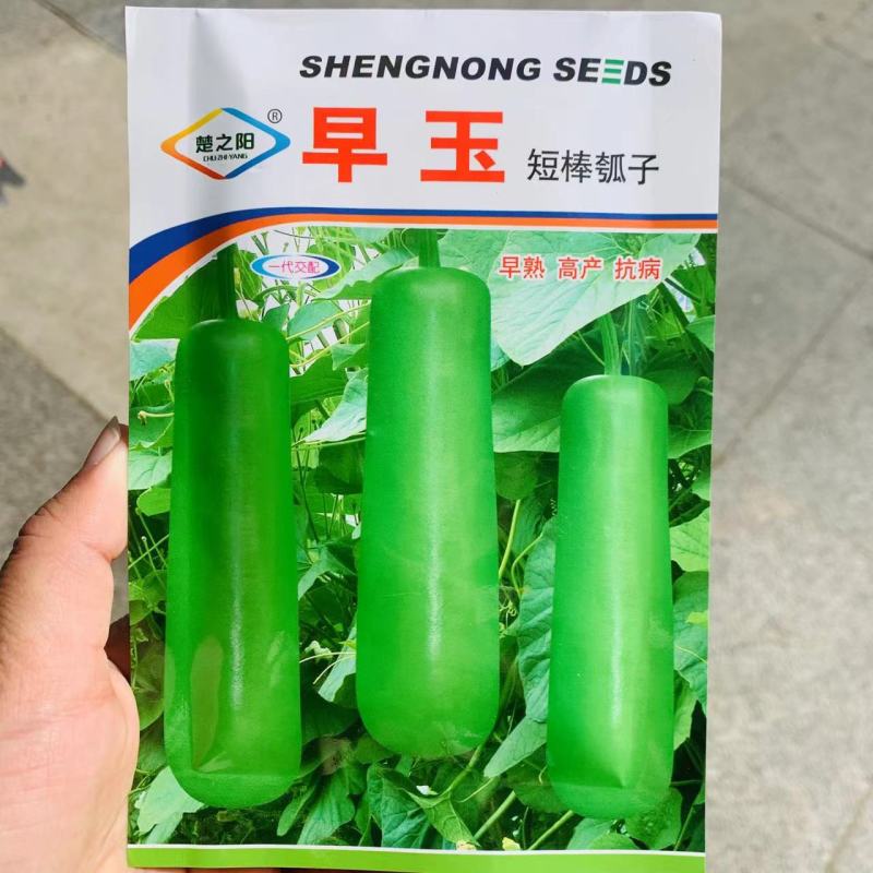 楚之阳早玉短棒瓠子种子高产青绿色瓠子瓜种子早熟瓠瓜种子