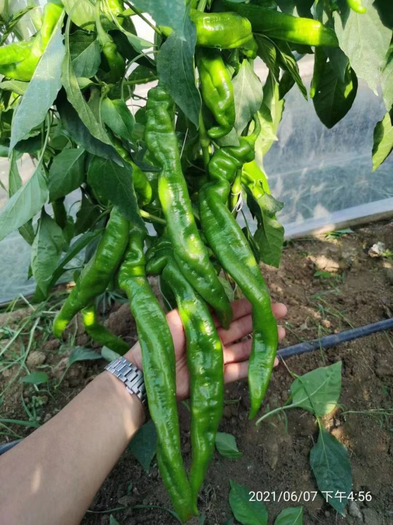 基地专用陇椒种子萧新大陇椒种籽辣味香浓，早熟抗病耐低温