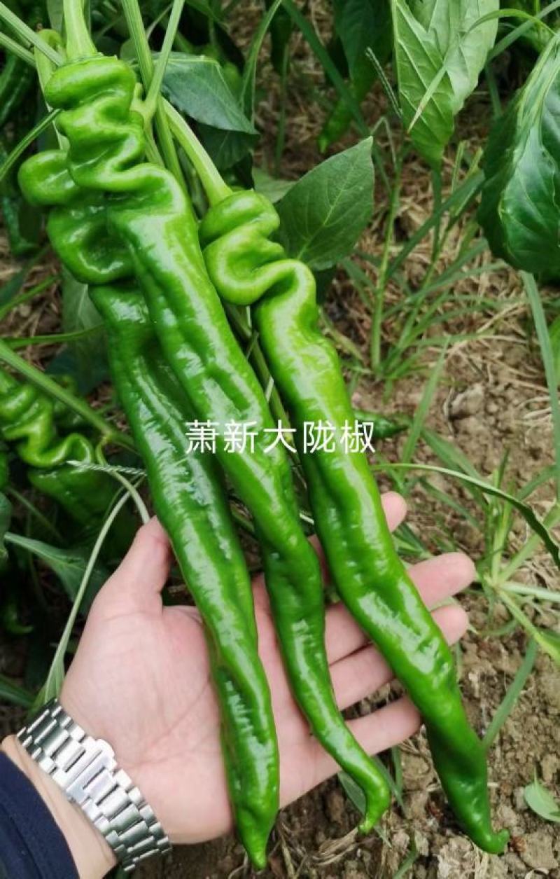 基地专用陇椒种子萧新大陇椒种籽辣味香浓，早熟抗病耐低温