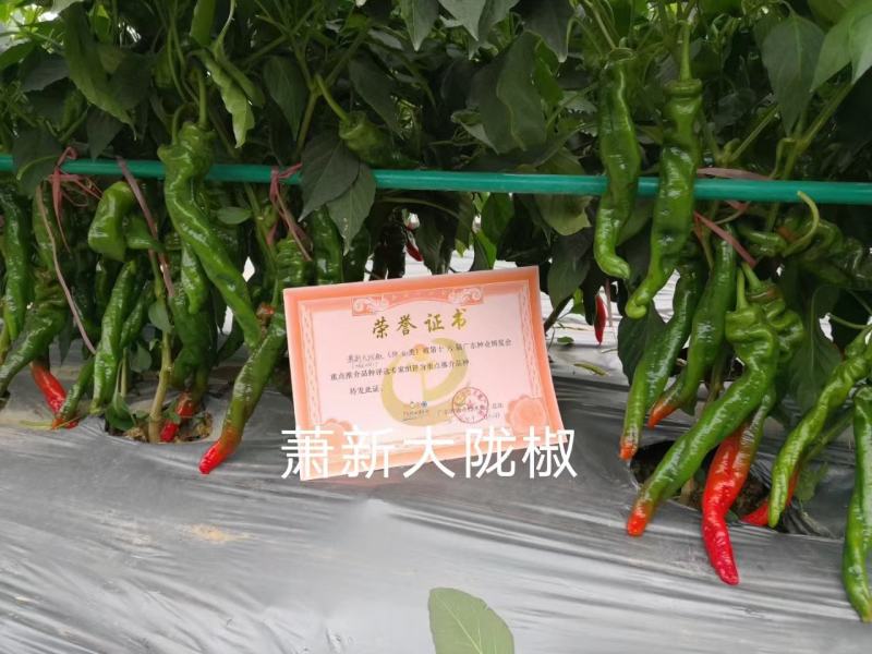 基地专用陇椒种子萧新大陇椒种籽辣味香浓，早熟抗病耐低温