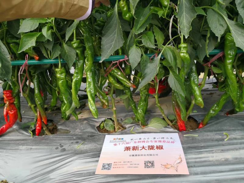 基地专用陇椒种子萧新大陇椒种籽辣味香浓，早熟抗病耐低温