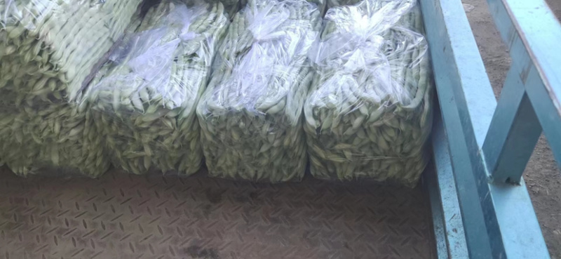 白芸豆货量大品质保证实力代办诚信合作欢迎老板联系