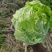 江苏盐城大白菜单颗4到6斤，产地直发，每天大量供货。