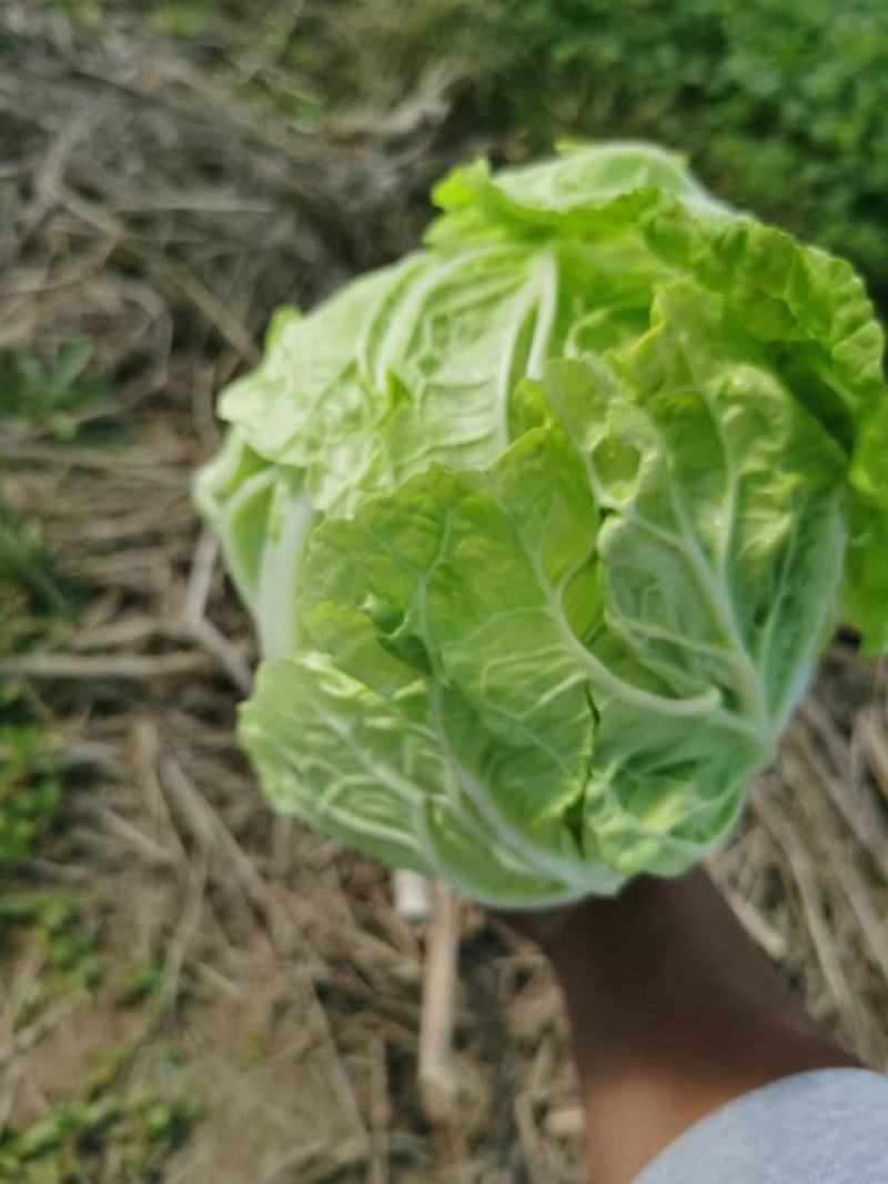 江苏盐城大白菜单颗4到6斤，产地直发，每天大量供货。