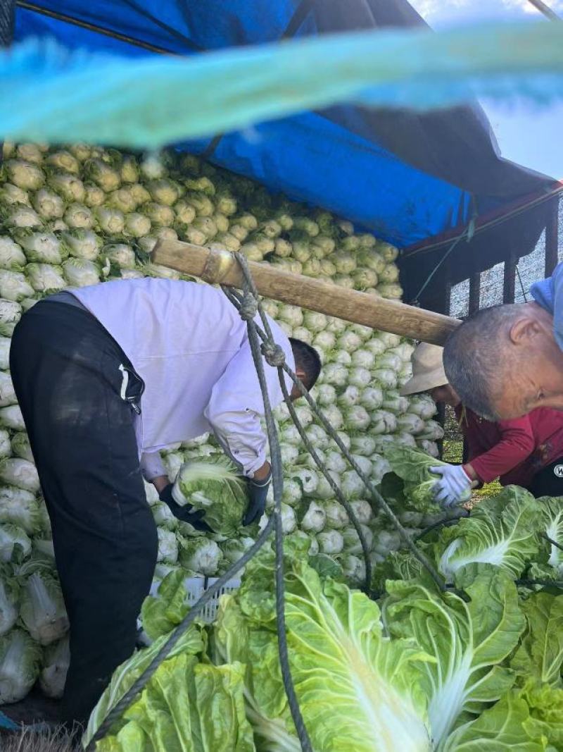 江苏盐城大白菜单颗4到6斤，产地直发，每天大量供货。