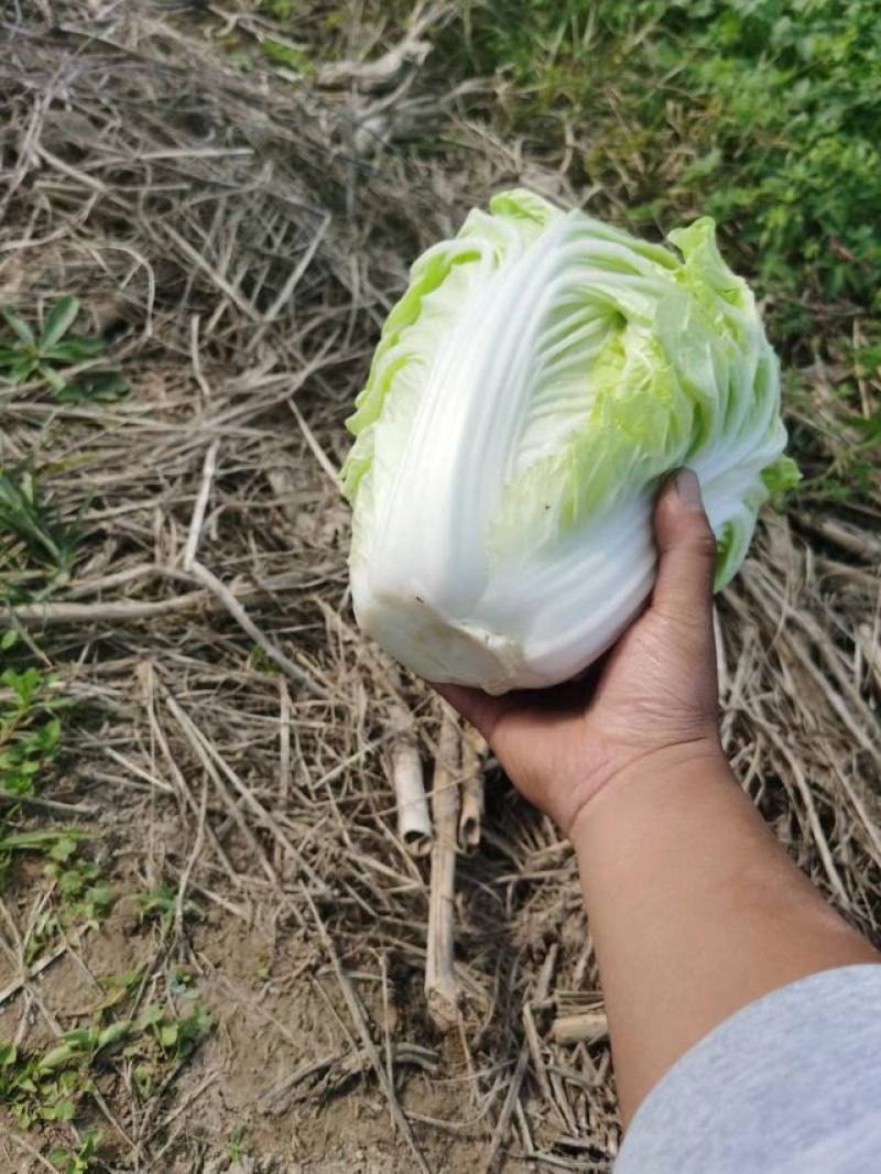 江苏盐城大白菜单颗4到6斤，产地直发，每天大量供货。
