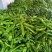 费县薄皮尖椒301上市，大量接单，大量供应，代发全国各地