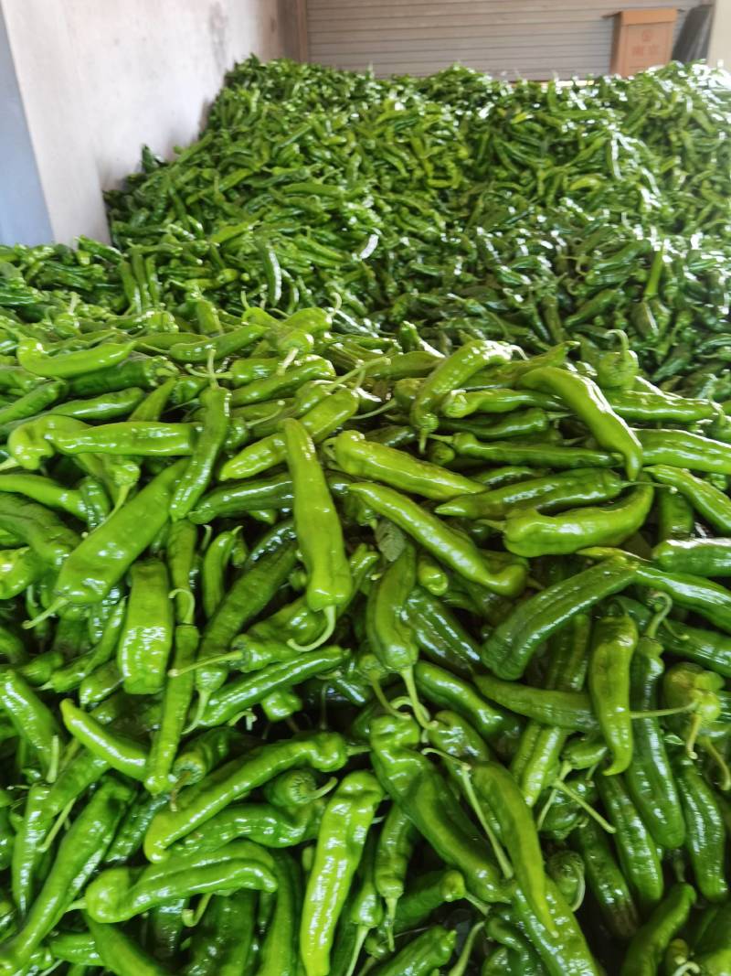 费县薄皮尖椒301上市，大量接单，大量供应，代发全国各地