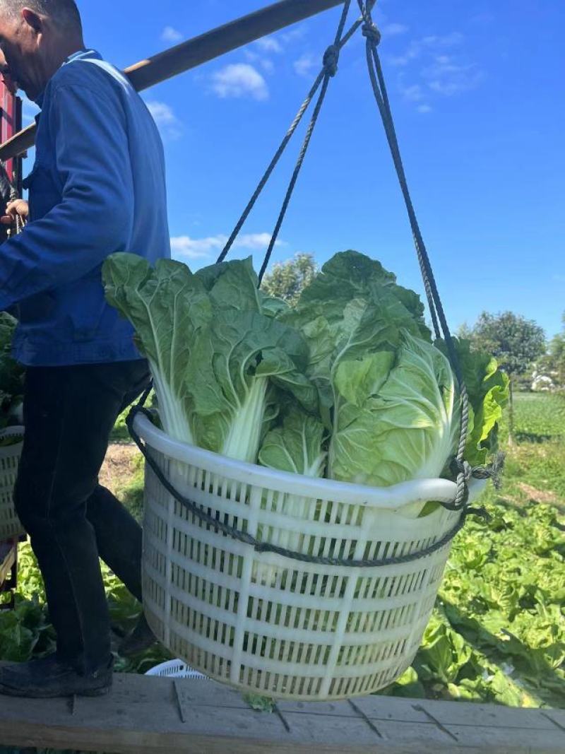 江苏盐城大白菜单颗4到6斤，产地直发，每天大量供货。