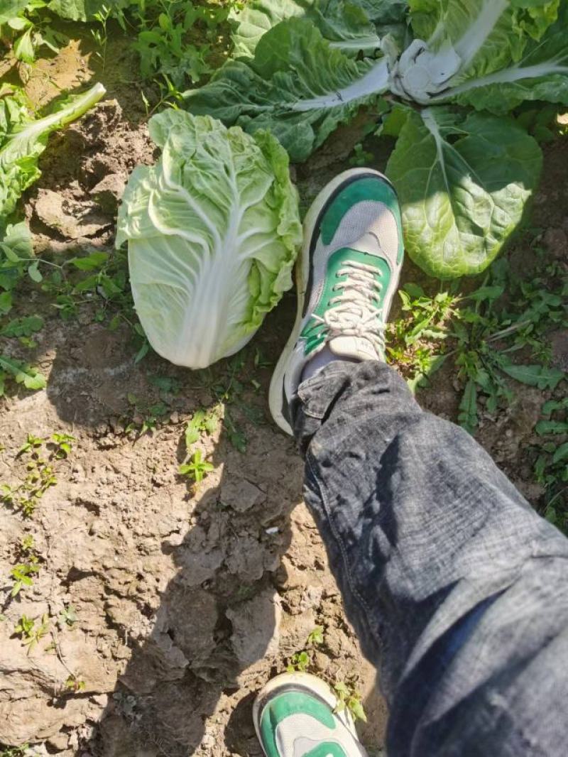 江苏盐城大白菜单颗4到6斤，产地直发，每天大量供货。