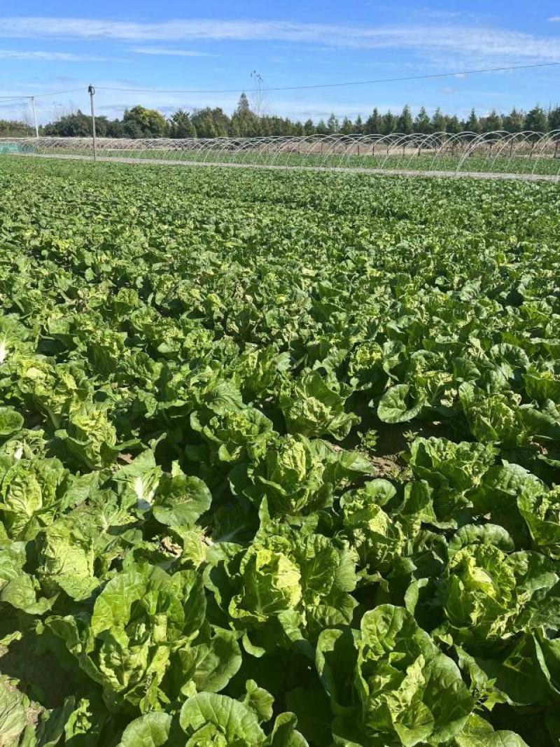 江苏盐城大白菜单颗4到6斤，产地直发，每天大量供货。