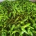 费县薄皮尖椒301上市，大量接单，大量供应，代发全国各地