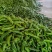 费县薄皮尖椒301上市，大量接单，大量供应，代发全国各地