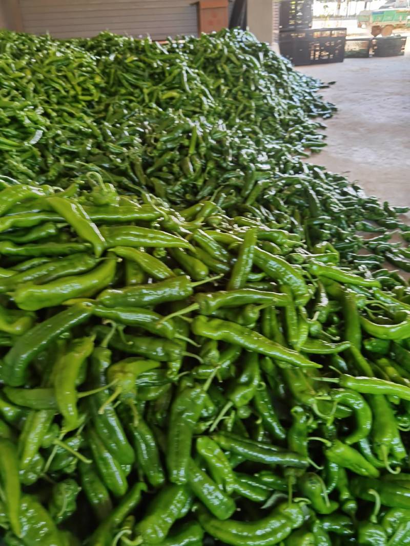 费县薄皮尖椒301上市，大量接单，大量供应，代发全国各地