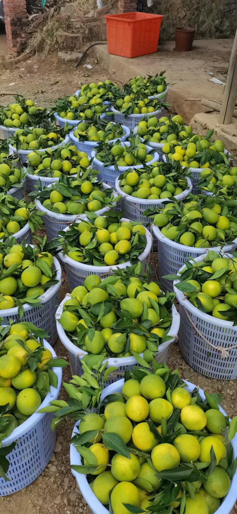 湖北宜昌秭归纽荷尔脐橙产地直发一手货源批发品质保证价格美