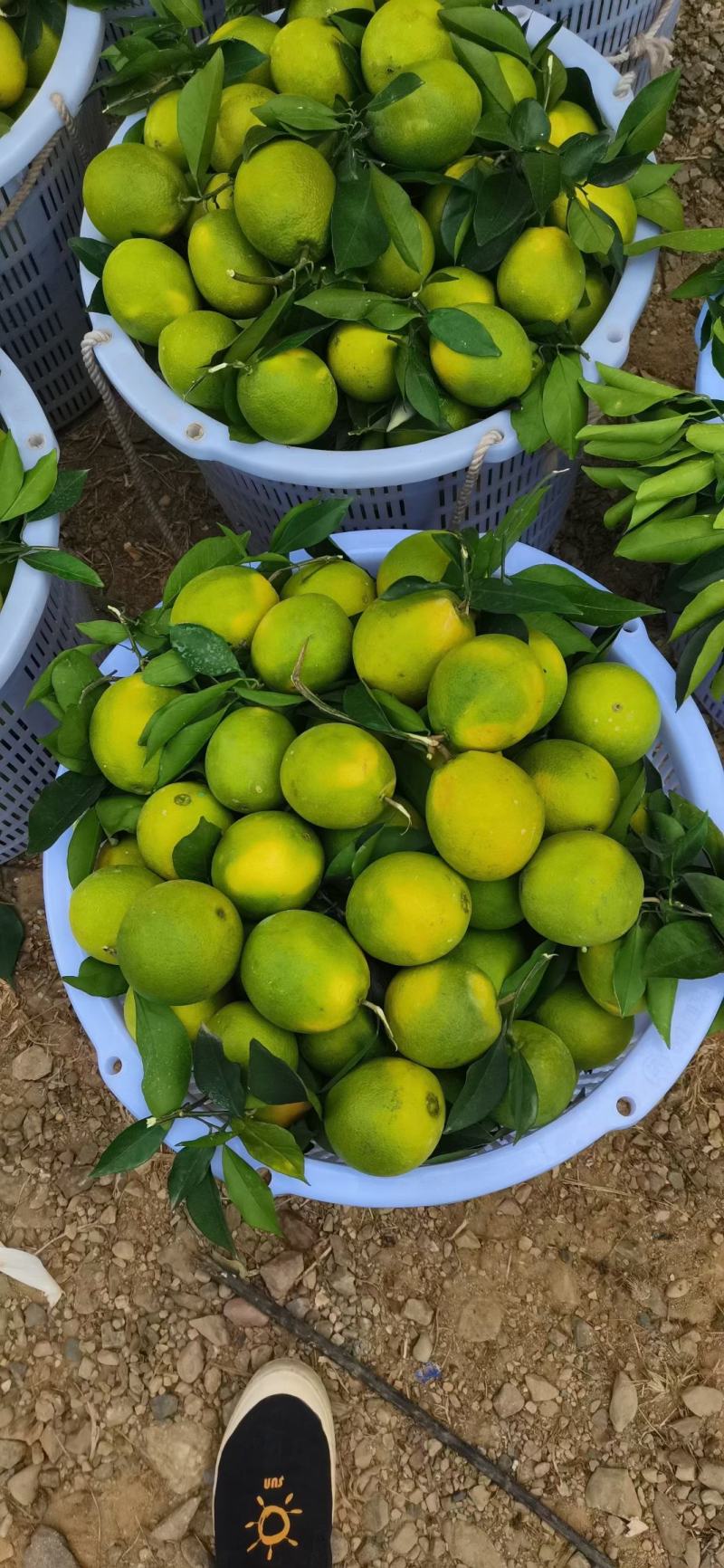 湖北宜昌秭归纽荷尔脐橙产地直发一手货源批发品质保证价格美