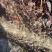 123果、双秋果、大苹果、鸡心果，红叶李子树苗等