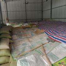 自产新小麦，无杂质，无虫驻，10吨起步，100多吨