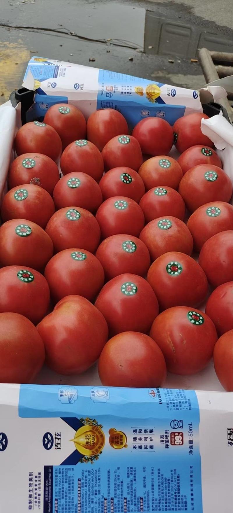 唐山乐亭千亩大棚区大量有货大量硬头份西红柿上市中