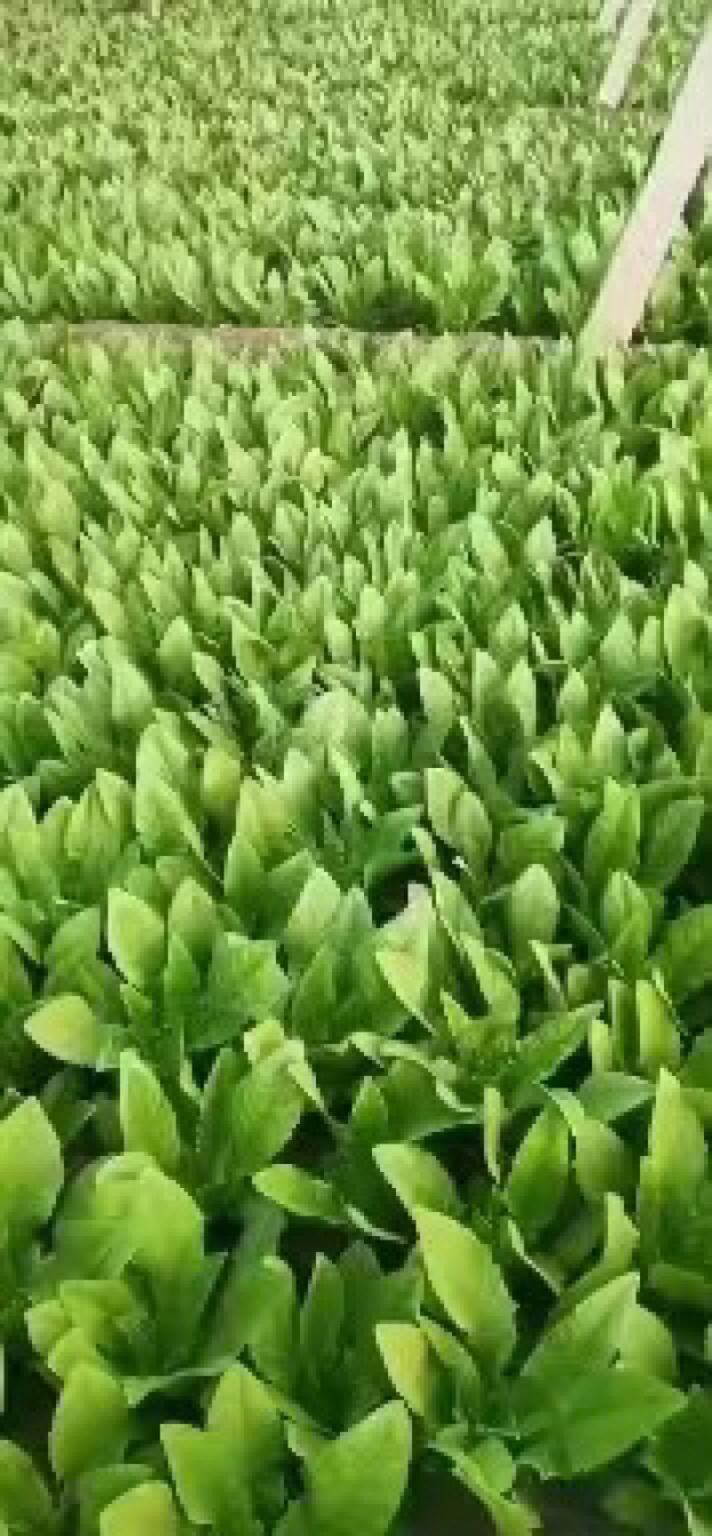 实力代办油麦菜大量上市货品充足品质保障