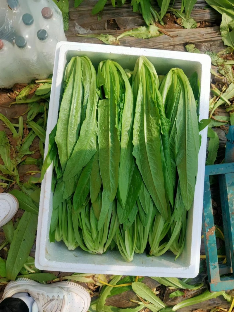 实力代办油麦菜大量上市货品充足品质保障