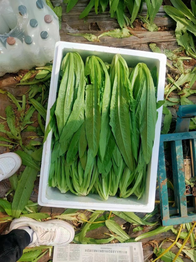 实力代办油麦菜大量上市货品充足品质保障