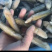 带壳蛏王鲜活速冻蛏王竹蛏子特大蛏子王