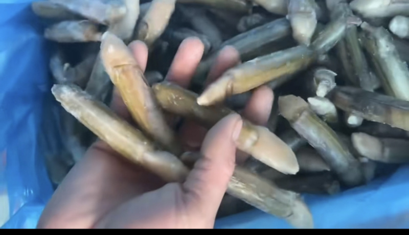 带壳蛏王鲜活速冻蛏王竹蛏子特大蛏子王
