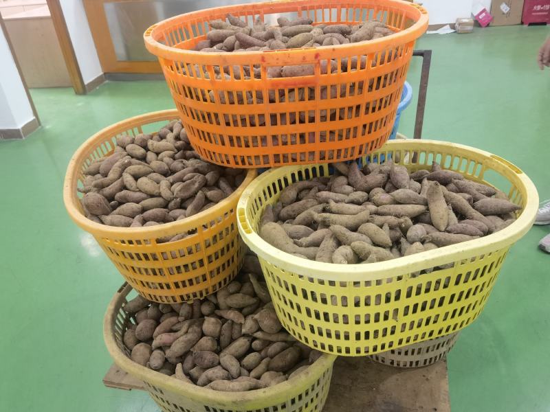 一田.冰淇淋番薯