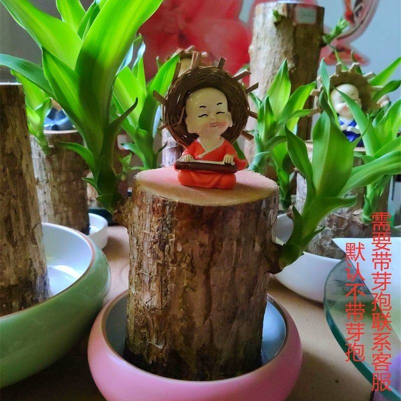 巴西木幸运木开花盆栽水养水培植物办公室内格鲁特带芽绿植小