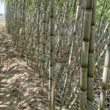 湖北仙桃青皮甘蔗现场卖货新鲜糖蔗清甜水果脆皮甘蔗