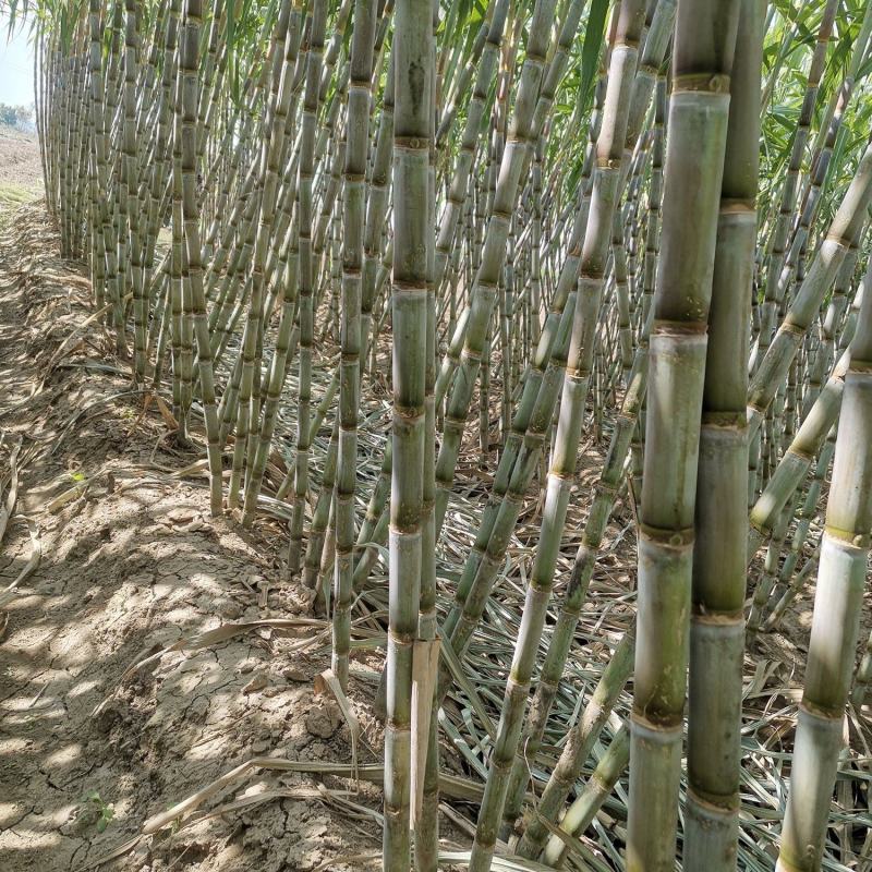 湖北仙桃青皮甘蔗现场卖货新鲜糖蔗清甜水果脆皮甘蔗