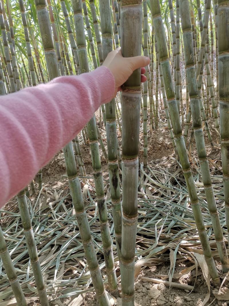 湖北仙桃青皮甘蔗现场卖货新鲜糖蔗清甜水果脆皮甘蔗