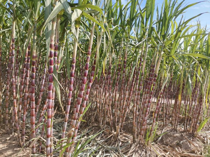 湖北仙桃青皮甘蔗现场卖货新鲜糖蔗清甜水果脆皮甘蔗
