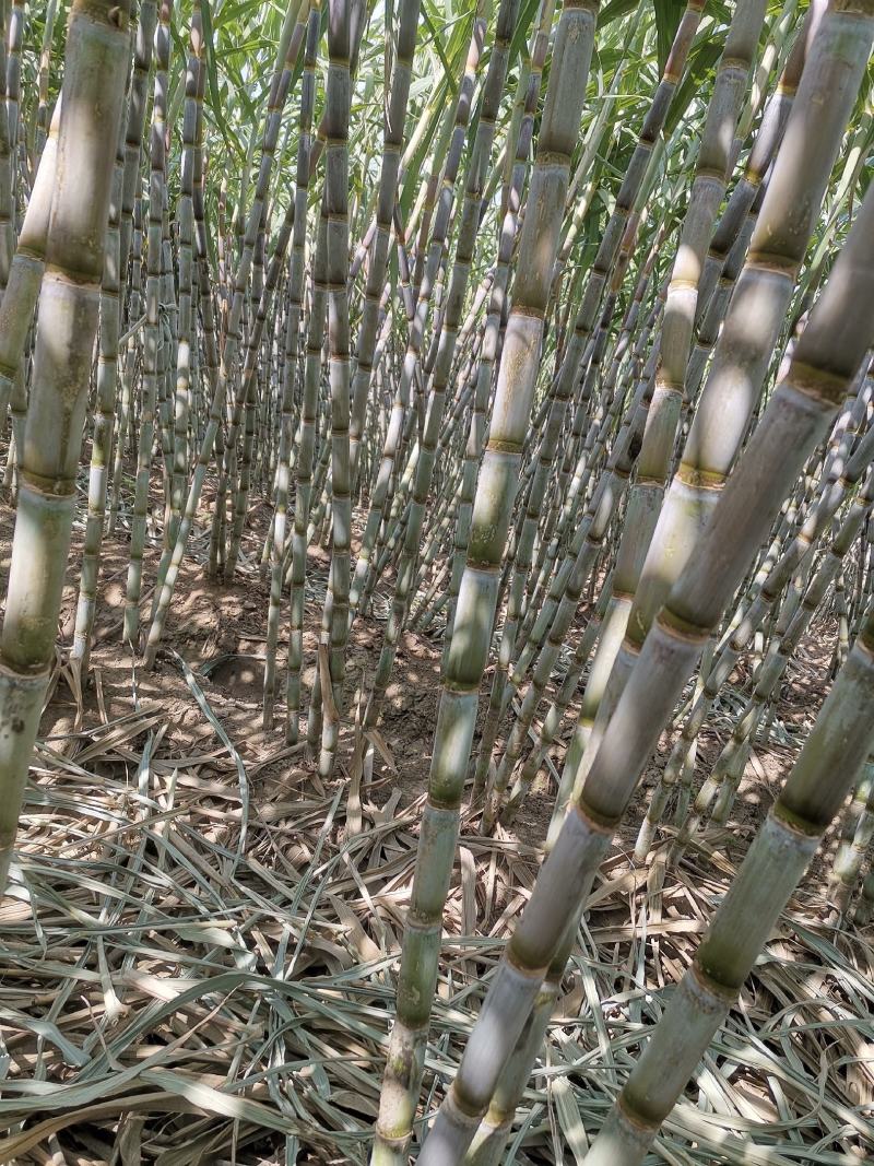 湖北仙桃青皮甘蔗现场卖货新鲜糖蔗清甜水果脆皮甘蔗