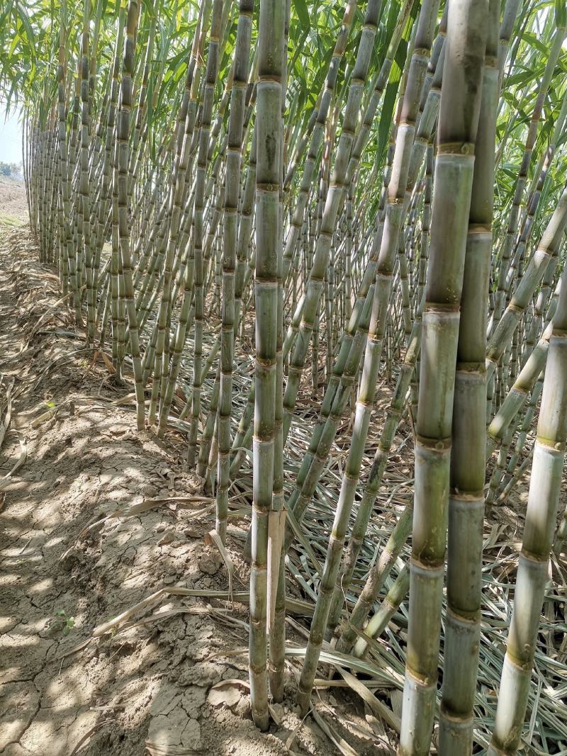湖北仙桃青皮甘蔗现场卖货新鲜糖蔗清甜水果脆皮甘蔗