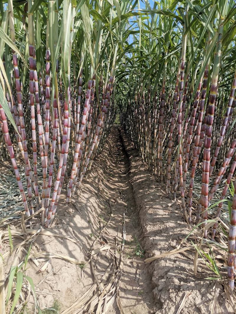 湖北仙桃青皮甘蔗现场卖货新鲜糖蔗清甜水果脆皮甘蔗