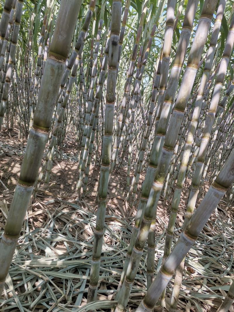 湖北仙桃青皮甘蔗现场卖货新鲜糖蔗清甜水果脆皮甘蔗