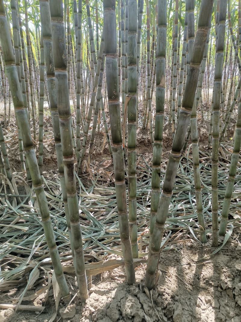 湖北仙桃青皮甘蔗现场卖货新鲜糖蔗清甜水果脆皮甘蔗