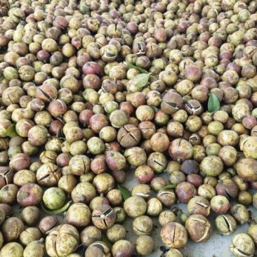 贵州油茶籽