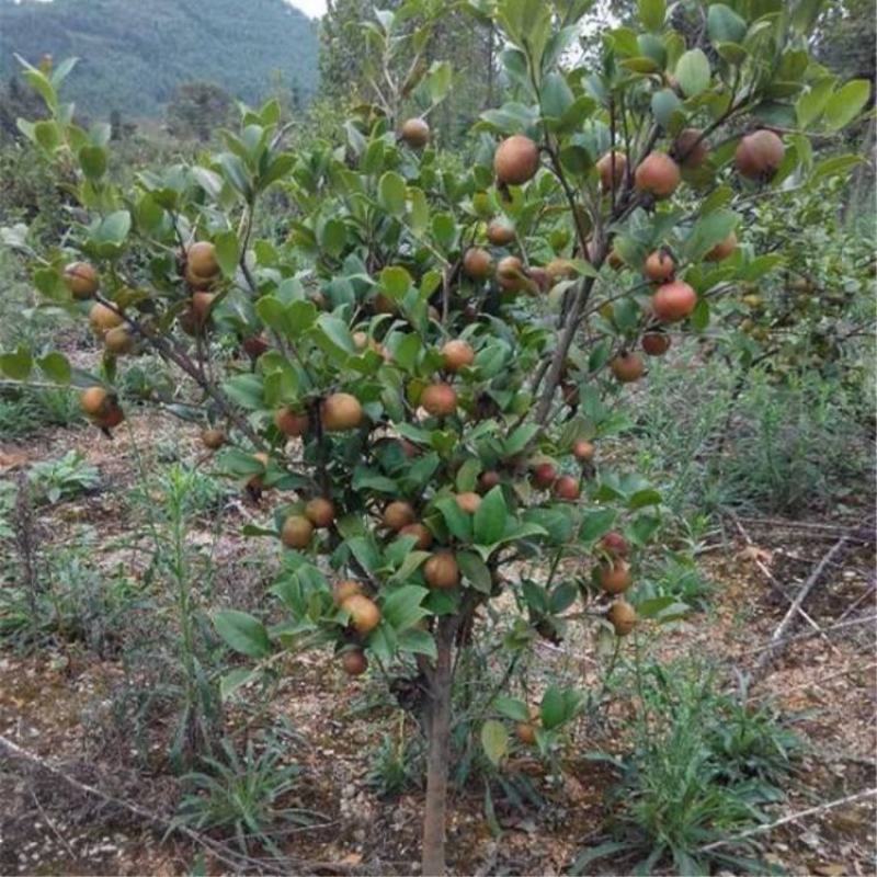 贵州油茶籽