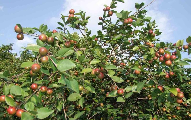 贵州油茶籽