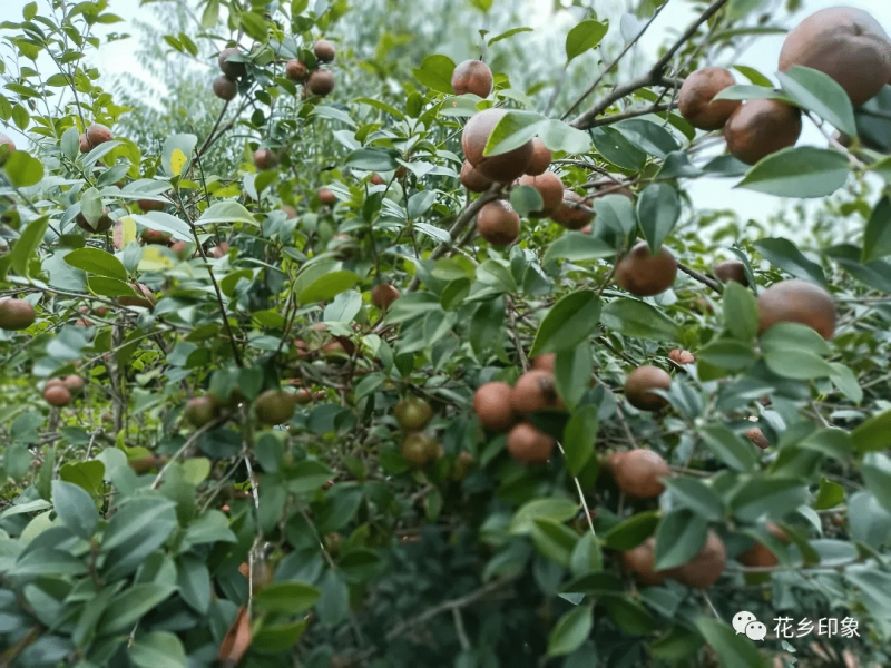 贵州油茶籽