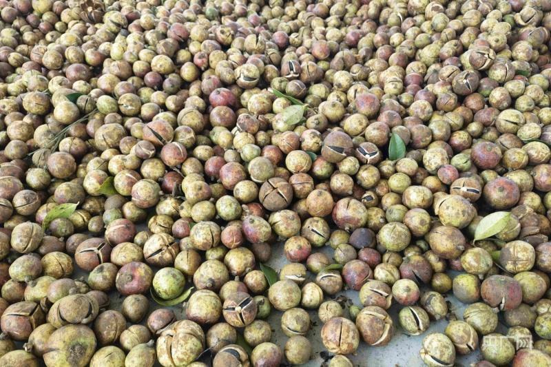 贵州油茶籽