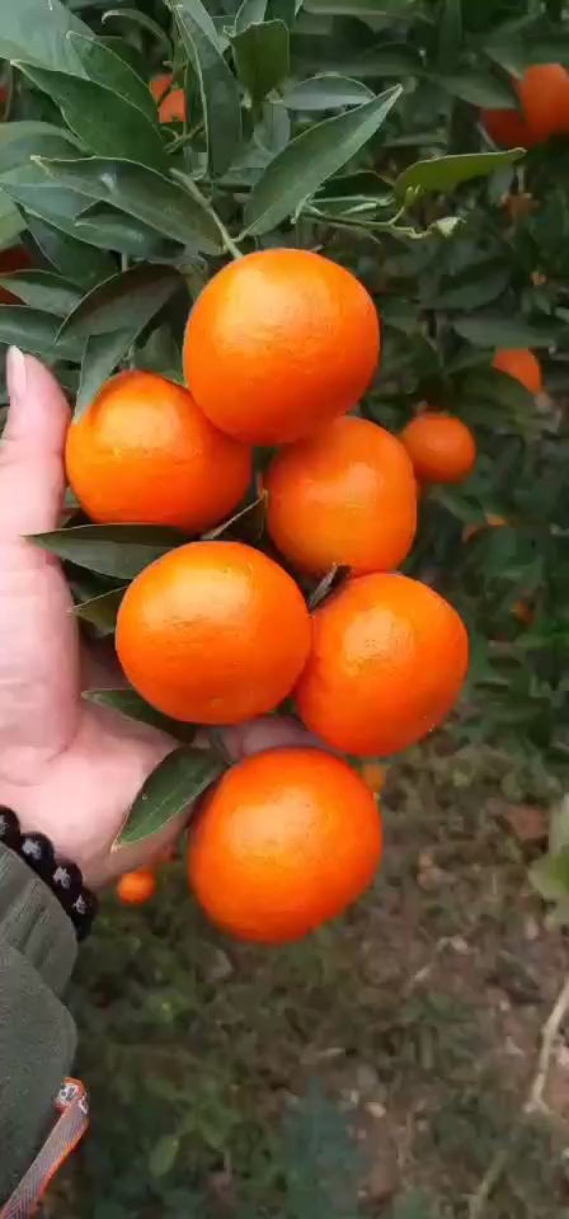 世纪红柑桔产地直供，多汁化渣货源充足发往全国，