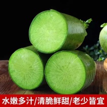 萝卜青萝卜宁夏青萝卜基地直发量大从优对接全国一条龙服务