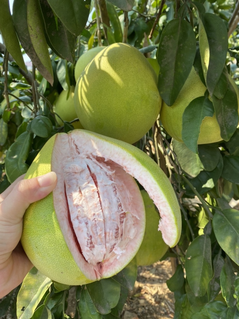 红心柚子树苗嫁接柚子树苗红柚子果苗湖南果苗基地